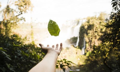 Hoja que se cae en paisaje